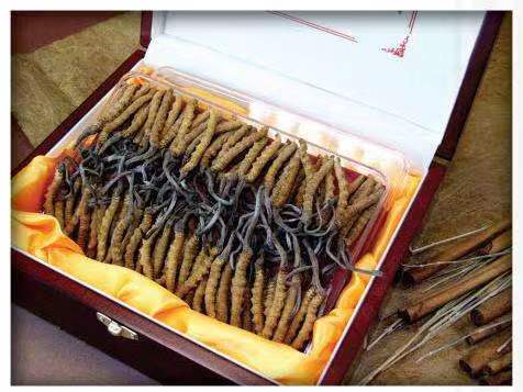 工布江达冬虫夏草回收